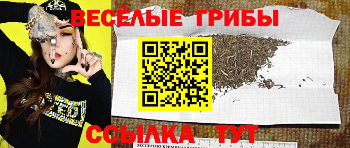 Псилоцибиновые грибы Cubensis Миллерово